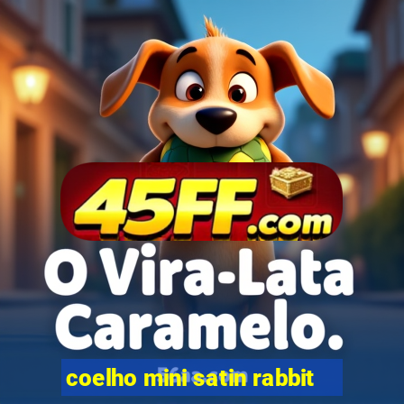 coelho mini satin rabbit